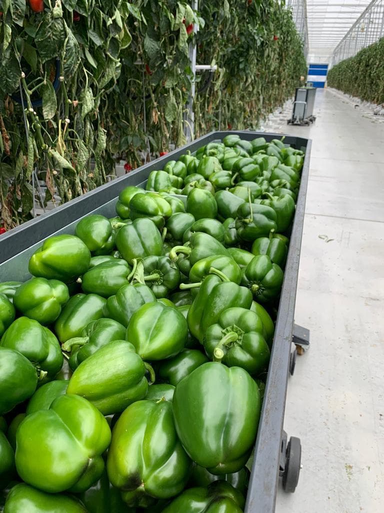 Freshly harvested green bell peppers in a Canadian greenhouse