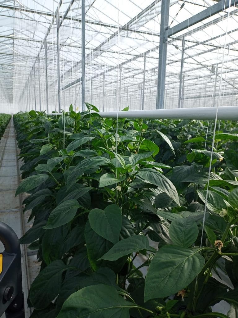 Bell pepper plants growing in a climate-controlled Canadian greenhouse