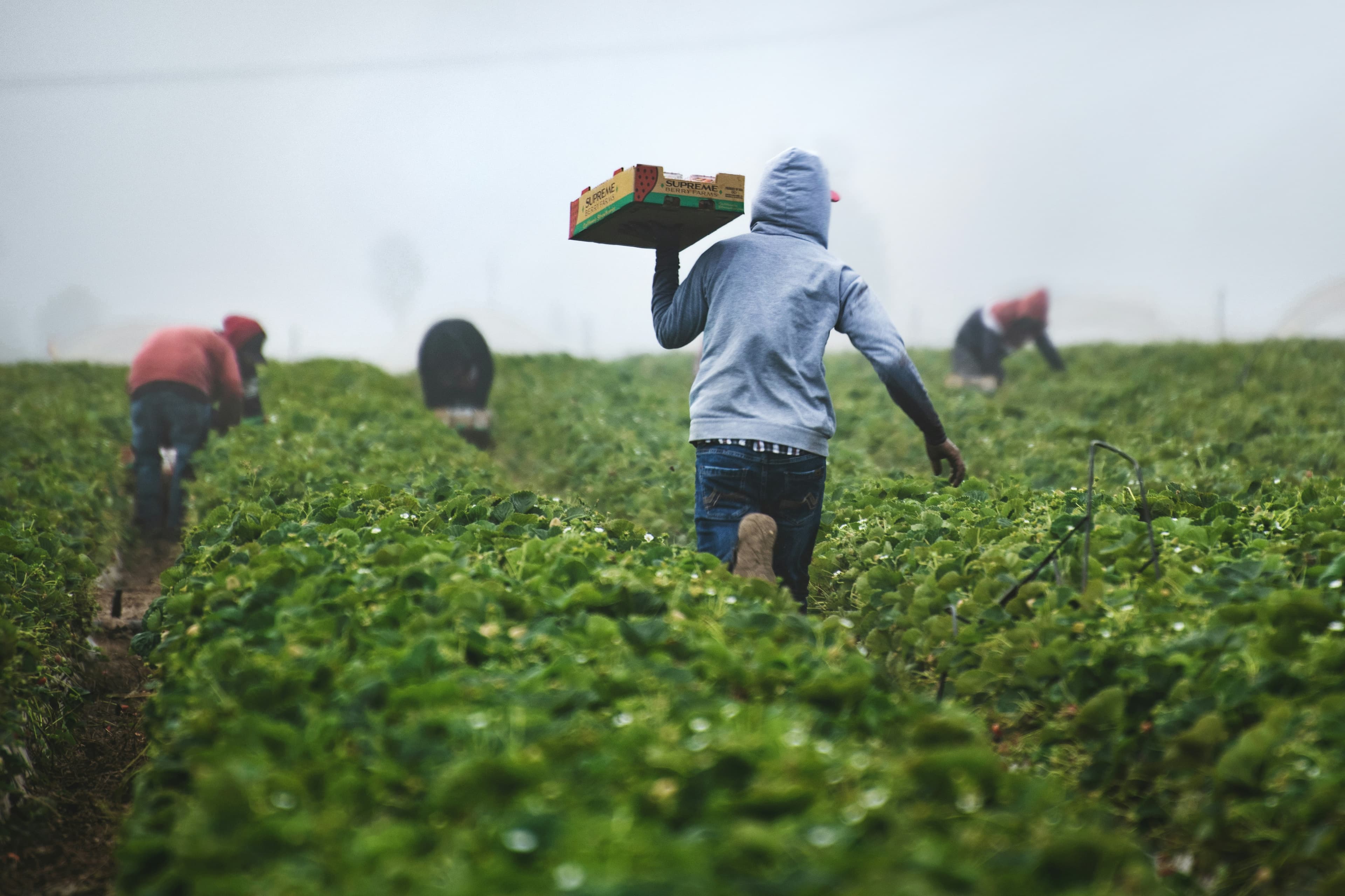 Worker in agricultural field